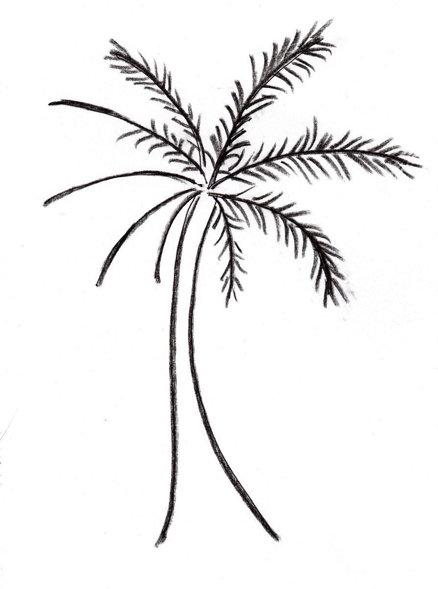 894x1200 Palm Tree Line Drawing Palm Tree Drawing
