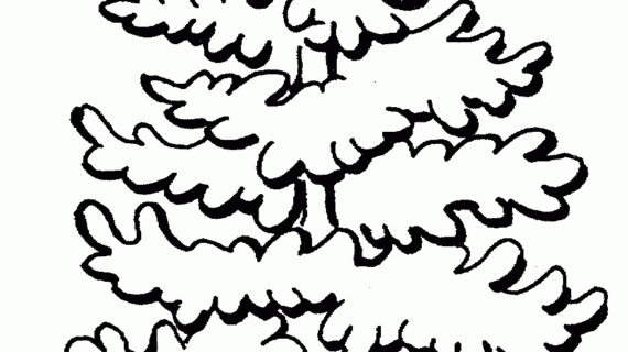 570x320 Pine Tree Line Drawing Beautiful Pine Tree Coloring Page Free