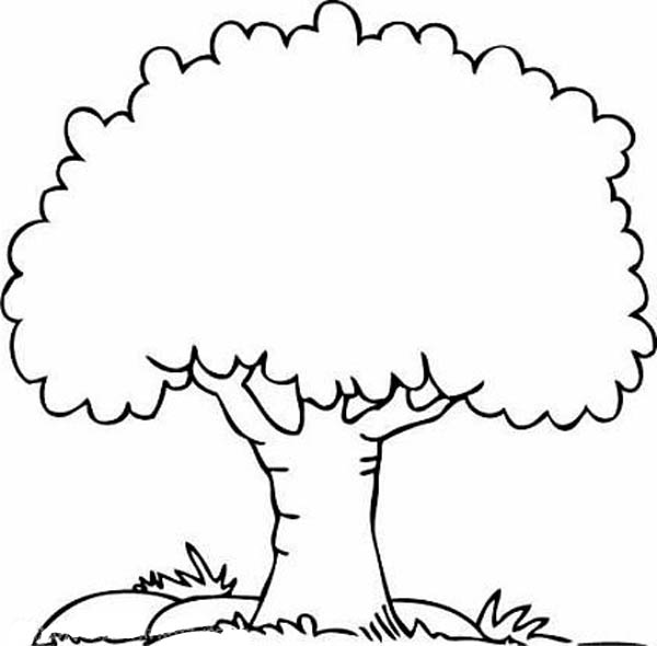 600x590 Oak Tree Clipart Black And White Outline