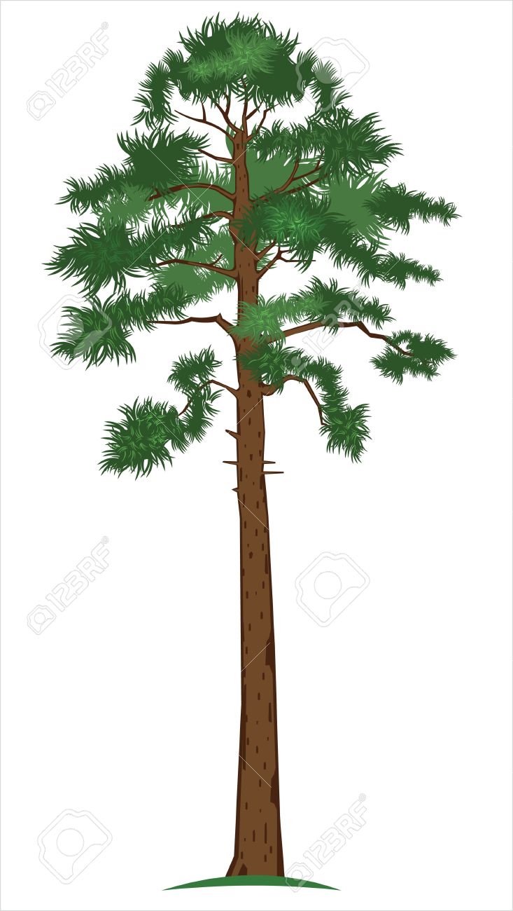 733x1300 Pine Tree Clipart Tall Object