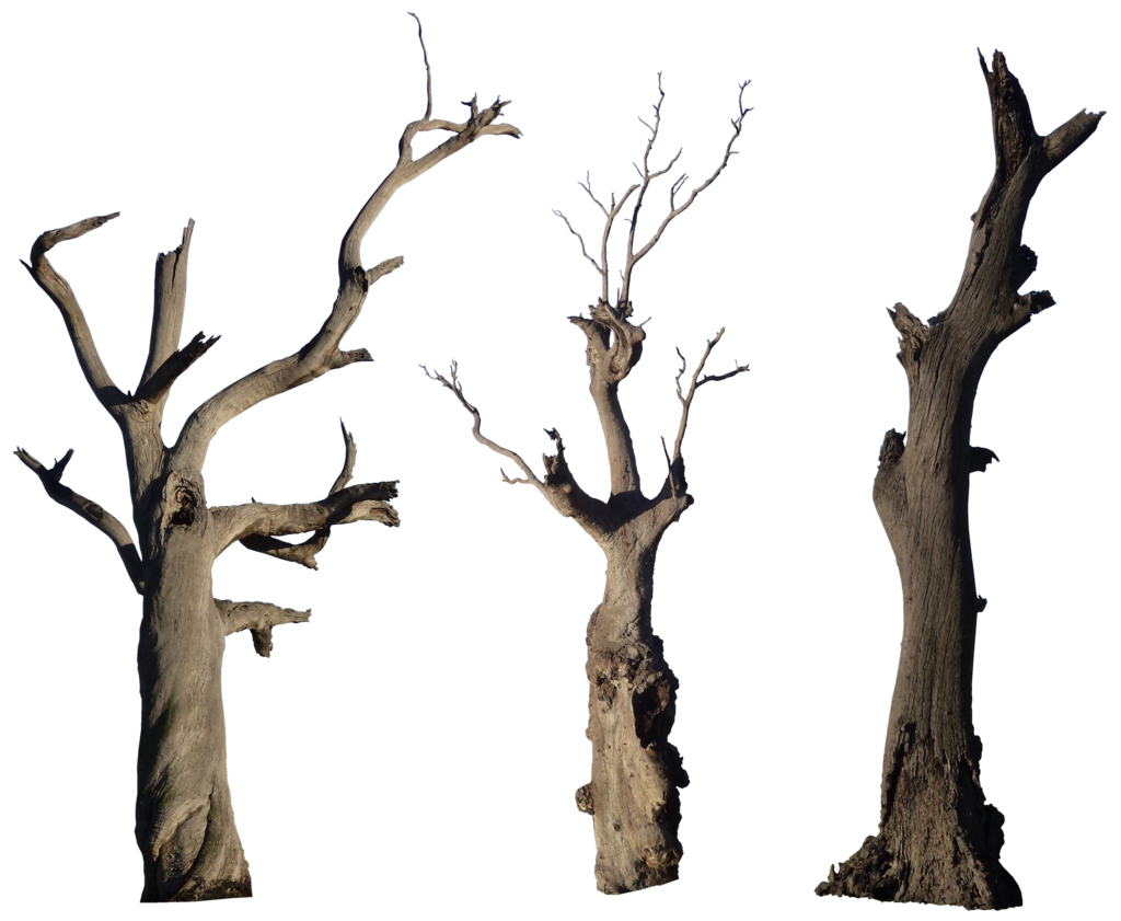1024x841 Tree Trunk Clipart