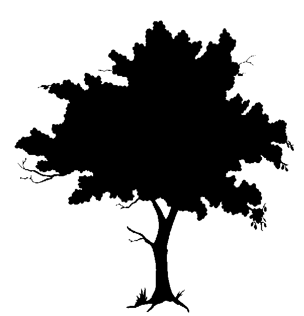 601x624 Silhouette Tree Maple Tree Silhouette Clipart Kid 2