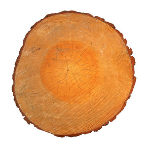 300x300 Section Of A Tree Trunk With Growth Rings Isolated Over White