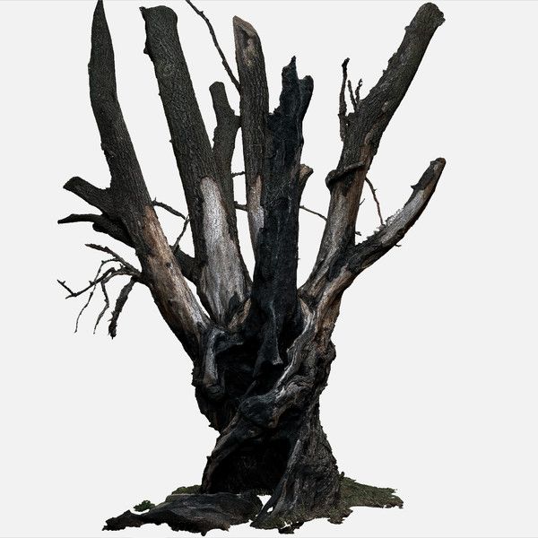 600x600 38 Best Tree Trunk Scanned, 3d Model Available For Purchasing