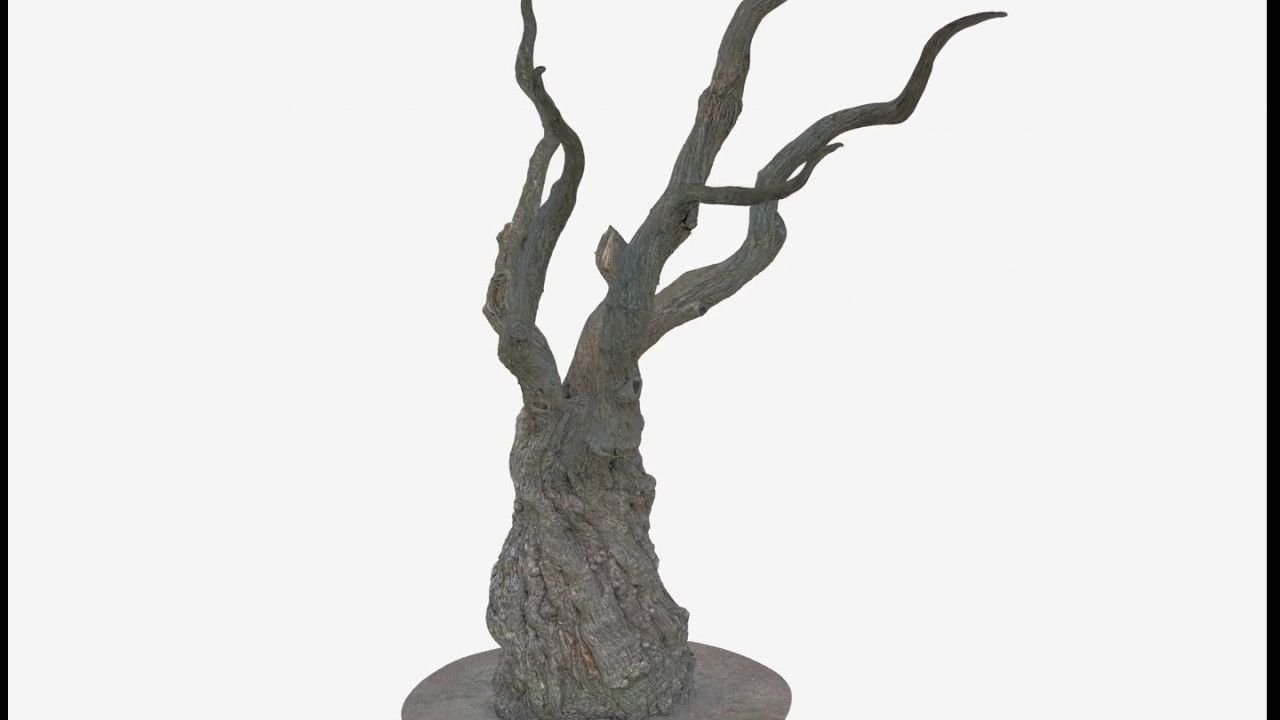 1280x720 Tree Trunk Old Cleanned Up Retopologized 3d Scan