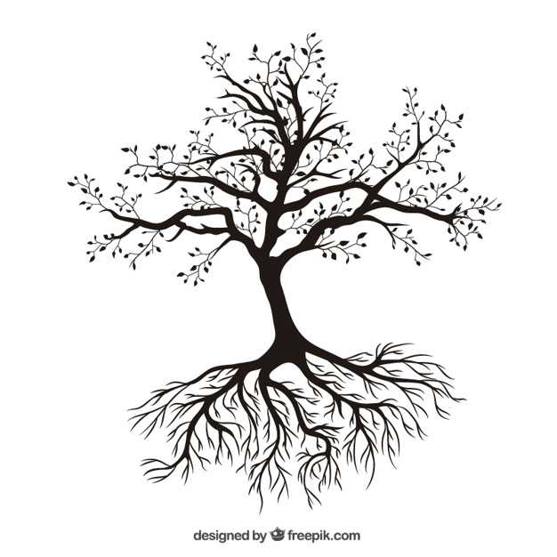 626x626 Top 10 Picture Of Tree With Roots And Branches