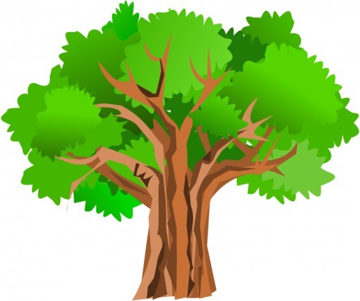 520x434 Oak Tree Clipart