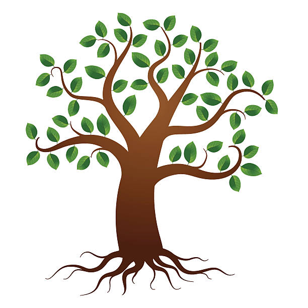 612x612 Roots Clipart Leaf Tree