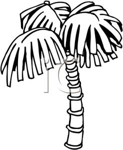 246x300 Coconut Tree Black And White Clipart