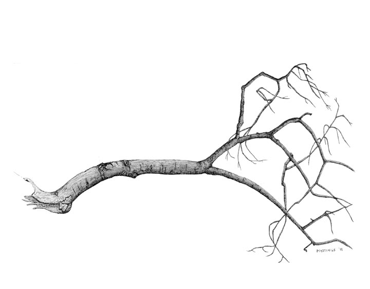 720x562 Fallen Tree Clip Art Cliparts