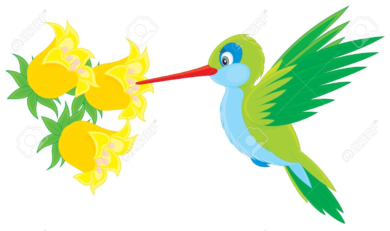 1300x769 Colibri Bird Clipart, Explore Pictures