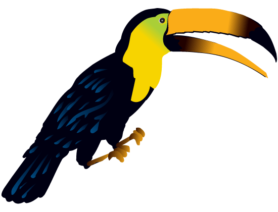 550x420 Rare Clipart Tropical Bird