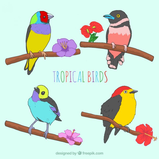 626x626 Sketches Colorful Tropical Birds With Flowers Vector Free Download