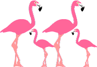 200x140 Pink Flamingo Clip Art Borders