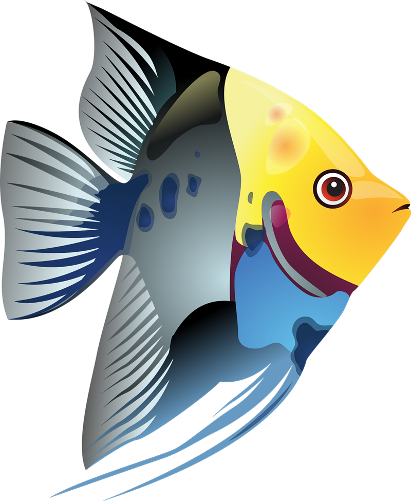 800x975 Tropical Fish Clipart Many Interesting Cliparts