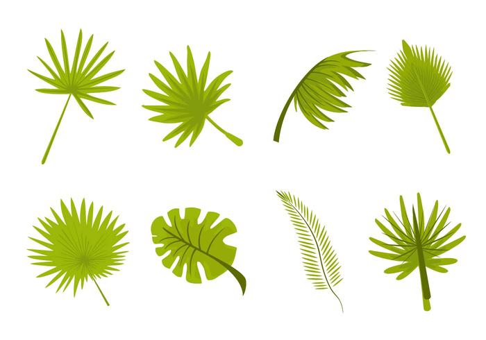 700x490 Free Tropical Leaves Palm Vector
