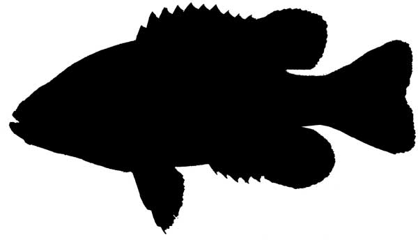 600x344 Fish Silhouette Clip Art