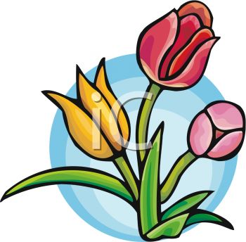 350x344 Colorful Tulip Flowers