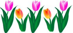 250x114 Tulip Clip Art Spring Flowers Border