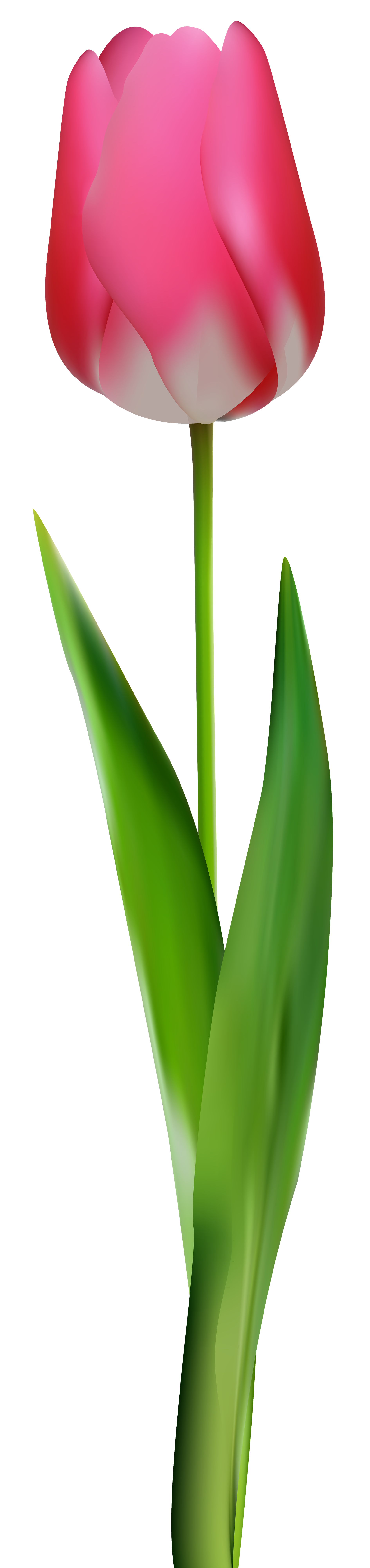 1890x8000 Pink Tulip Png Clip Art