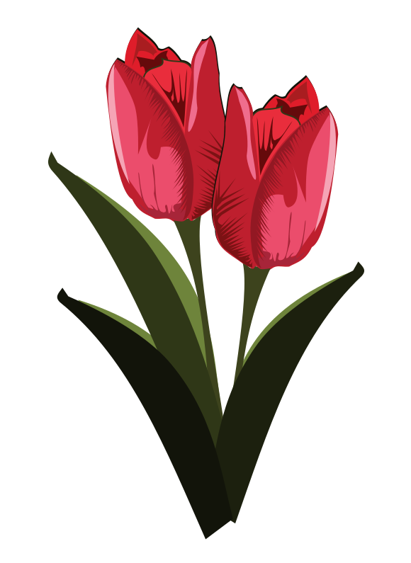 580x795 Tulip Free To Use Clip Art