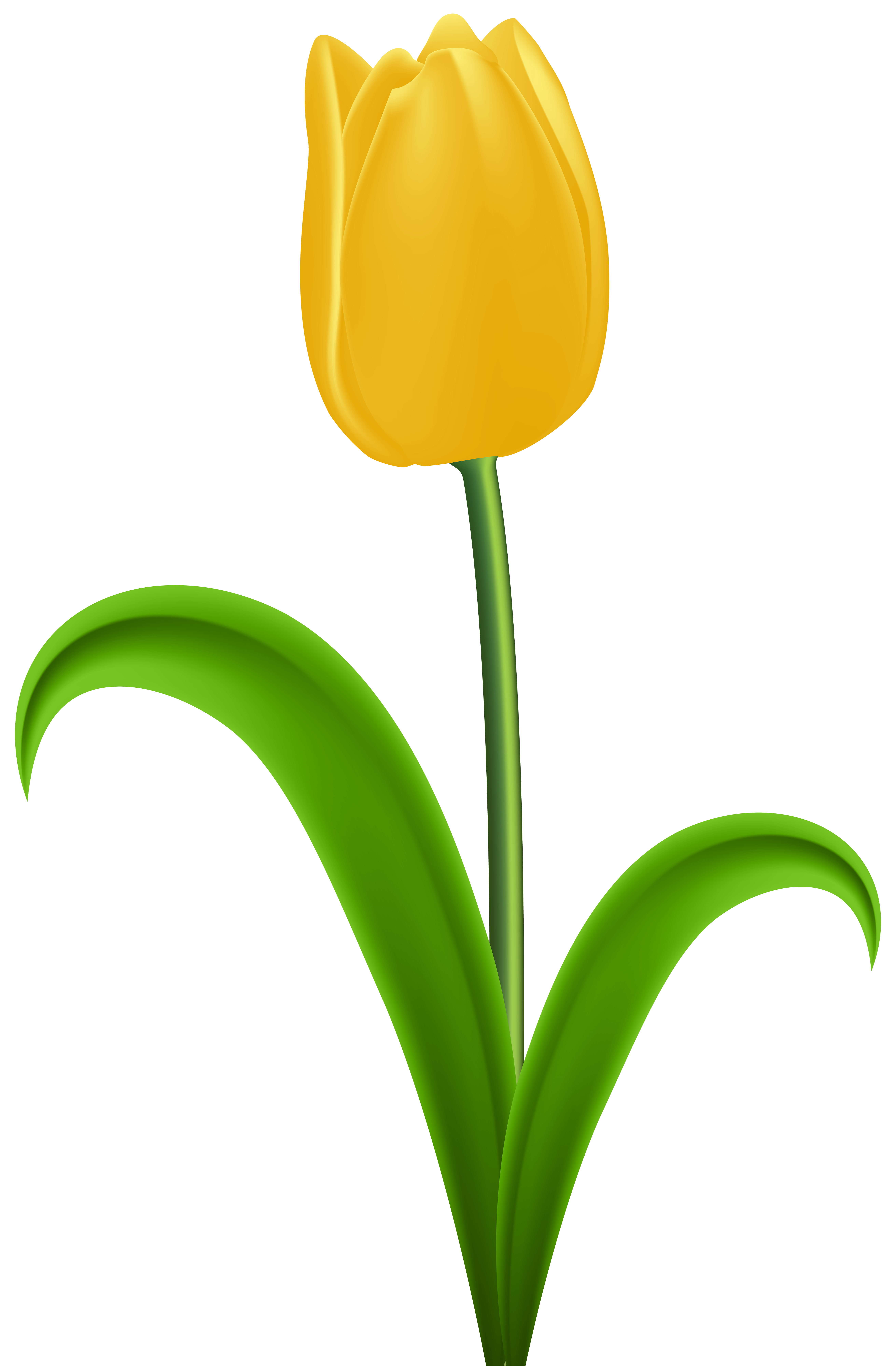 5248x8000 Yellow Tulip Transparent Png Clip Artu200b Gallery Yopriceville