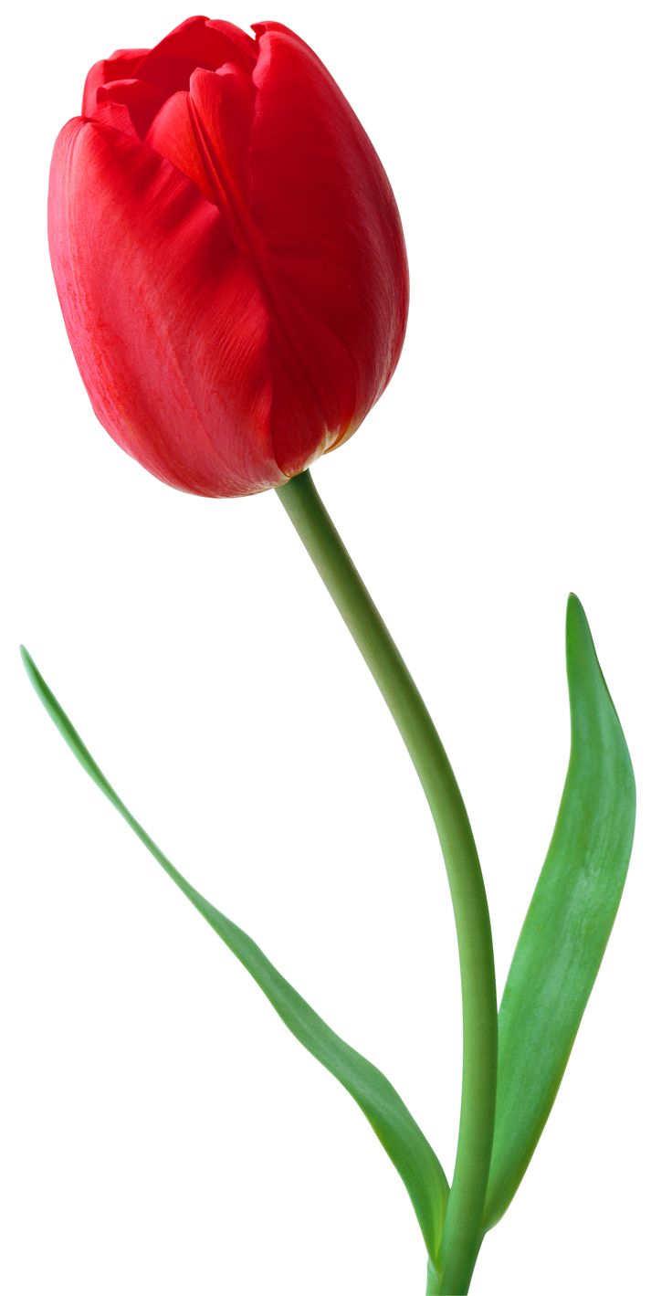 Tulip Clipart | Free download on ClipArtMag