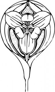 180x303 Tulip Clip Art, Vector Tulip