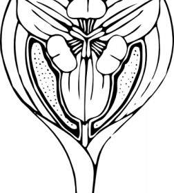 252x280 Tulip Flower Background Vector Misc Free Vector Free Download