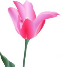 212x233 Tulip Flower Clip Art Free Vectors Ui Download