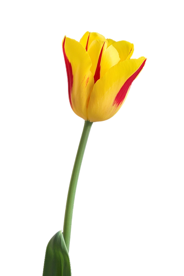 600x900 Tulip Clipart 9