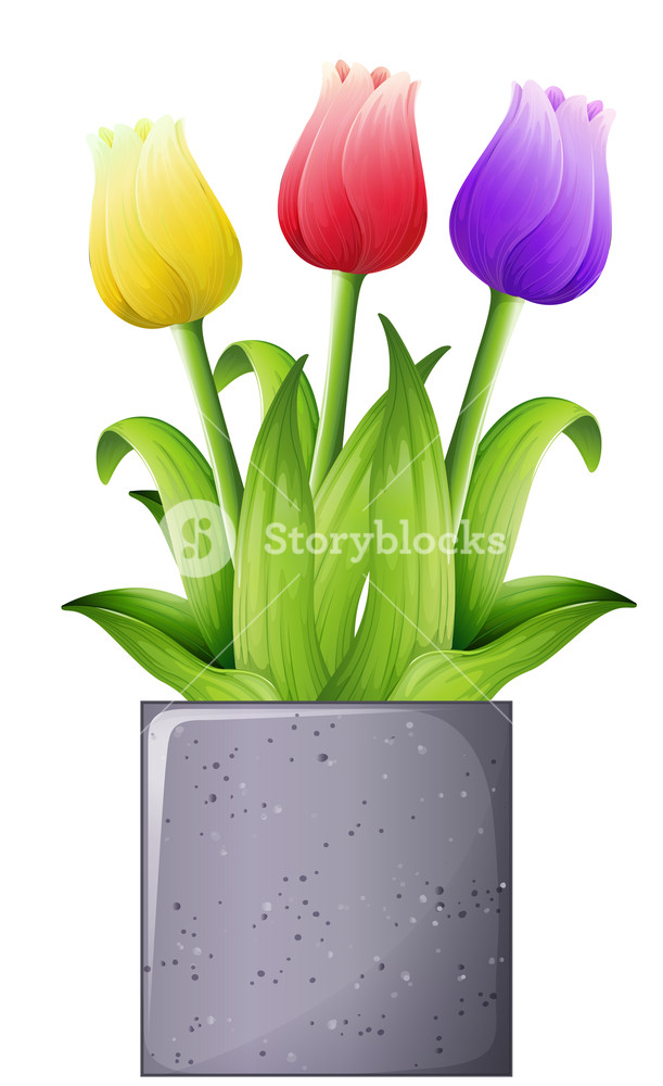 611x1000 Illustration Of A Tulip Plant On A White Background Royalty Free