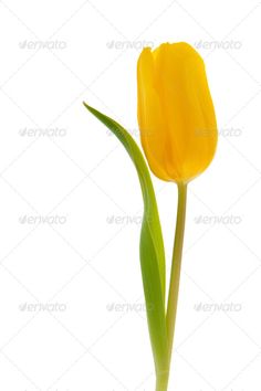 236x354 Realistic Graphic Download (.ai, Psd) Httpsourcecodes.pro