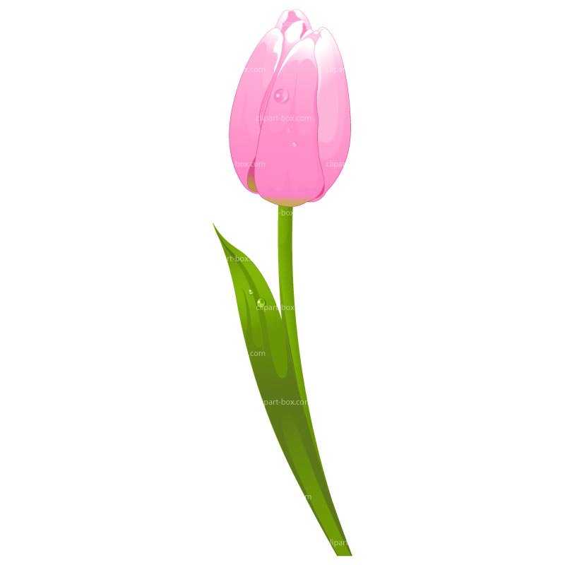800x800 Top 56 Tulip Clip Art