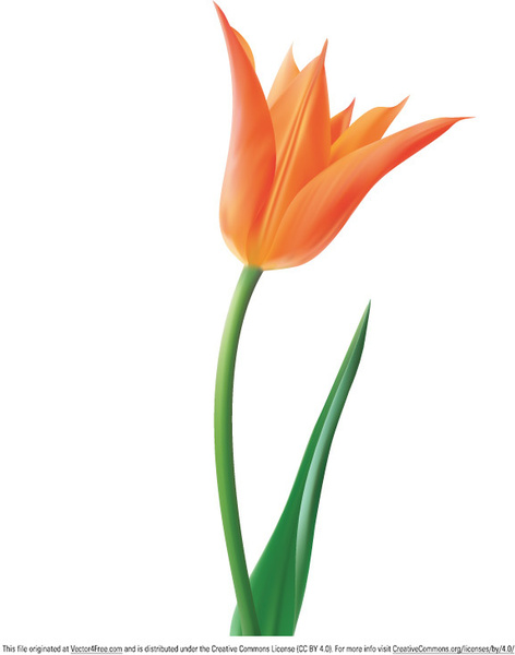 472x600 Tulip Vector Flower Free Vector In Adobe Illustrator Ai ( Ai