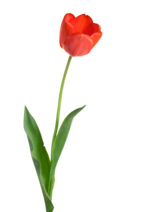 283x424 Growing Tulips