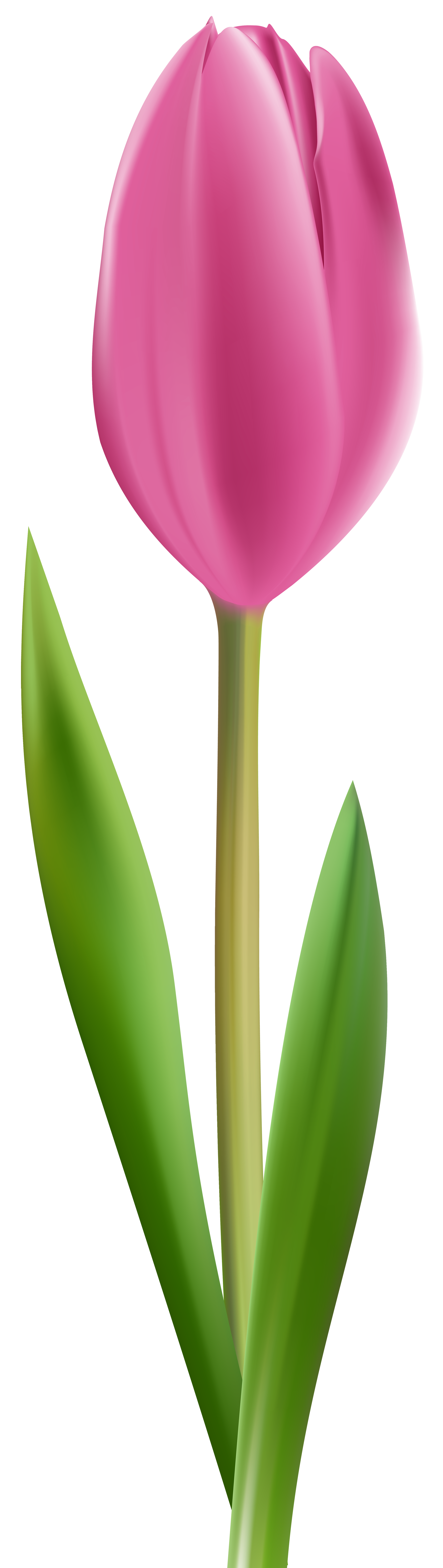 2259x8000 Pink Tulip Transparent Clip Art Imageu200b Gallery Yopriceville