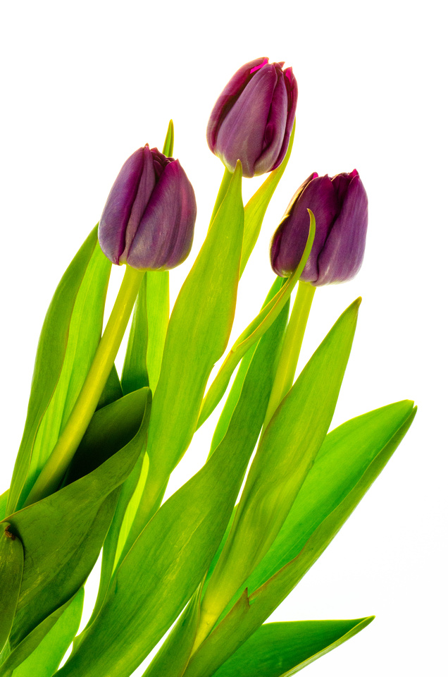 636x960 Todd Fong Photography Three Purple Tulips