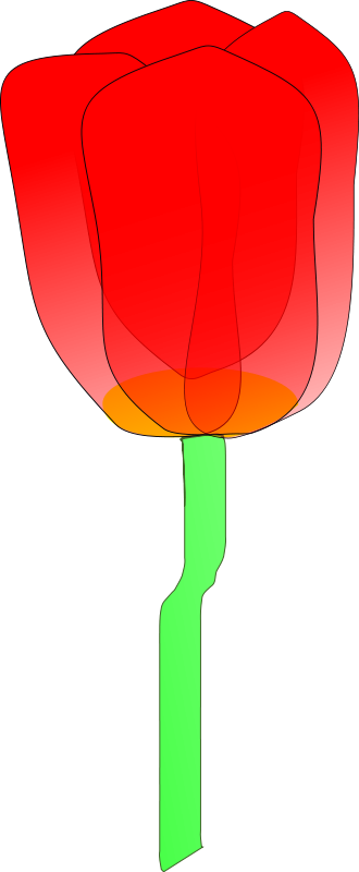 330x800 Tulip Clipart Royalty Free Flower Pictures Clipart Pictures Org