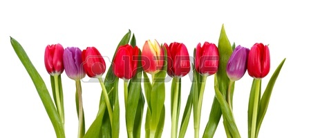 450x200 Tulip Images Amp Stock Pictures. Royalty Free Tulip Photos And Stock