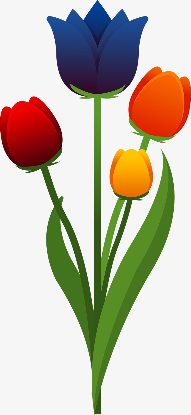 650x1411 Tulip Png Images, Download 2,082 Png Resources With Transparent