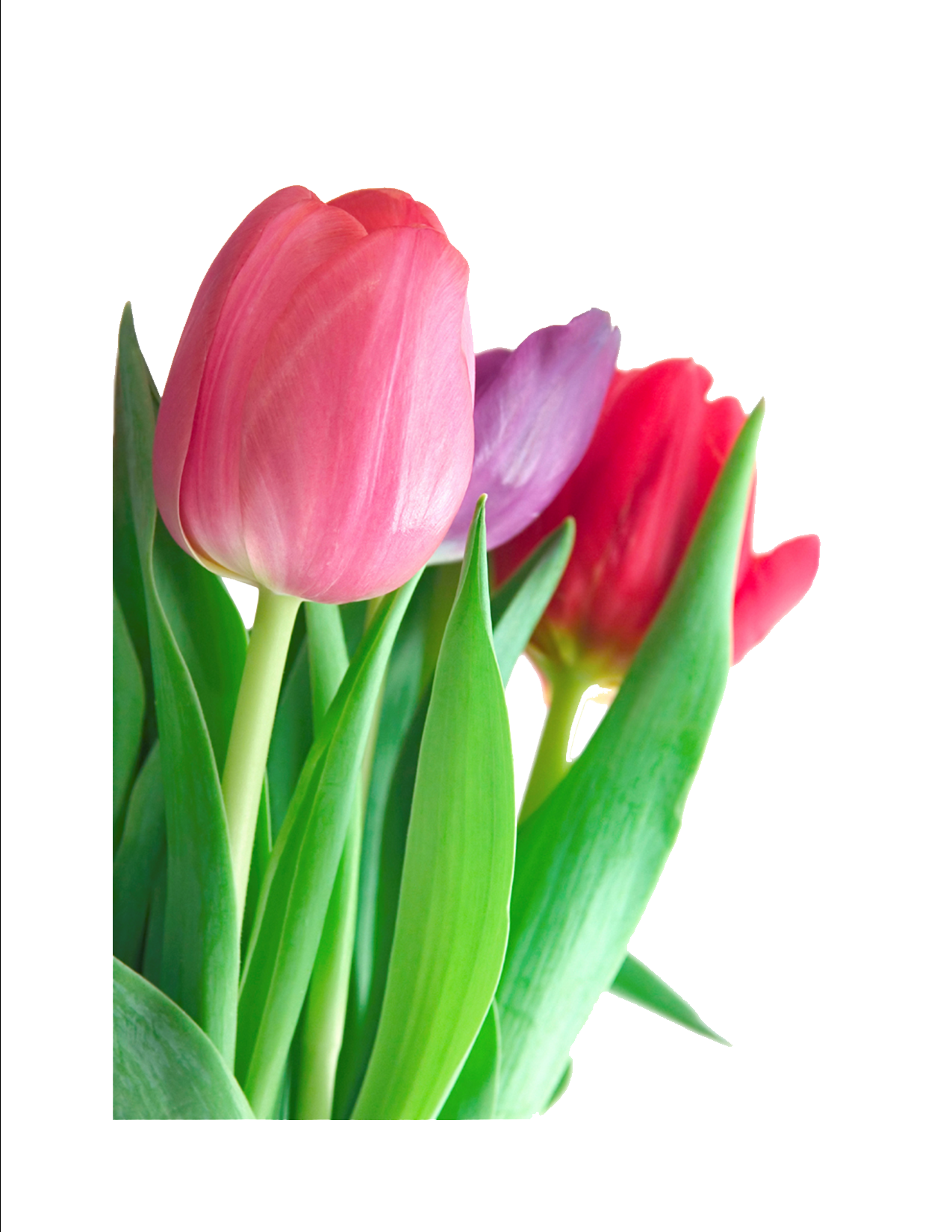 1275x1650 Tulip Png Images Transparent Free Download