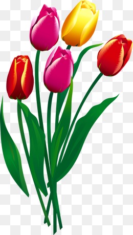 260x459 Tulip Vectors, 403 Graphic Resources For Free Download