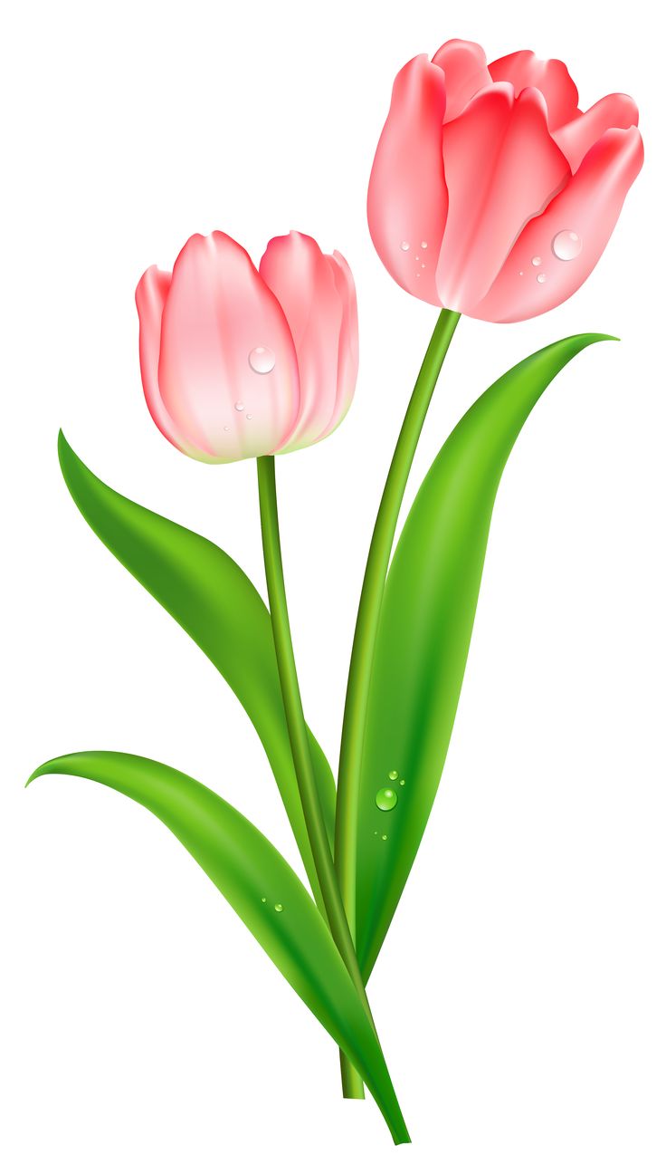 736x1275 80 Best Tulips Images Nature, Colors And Flowers