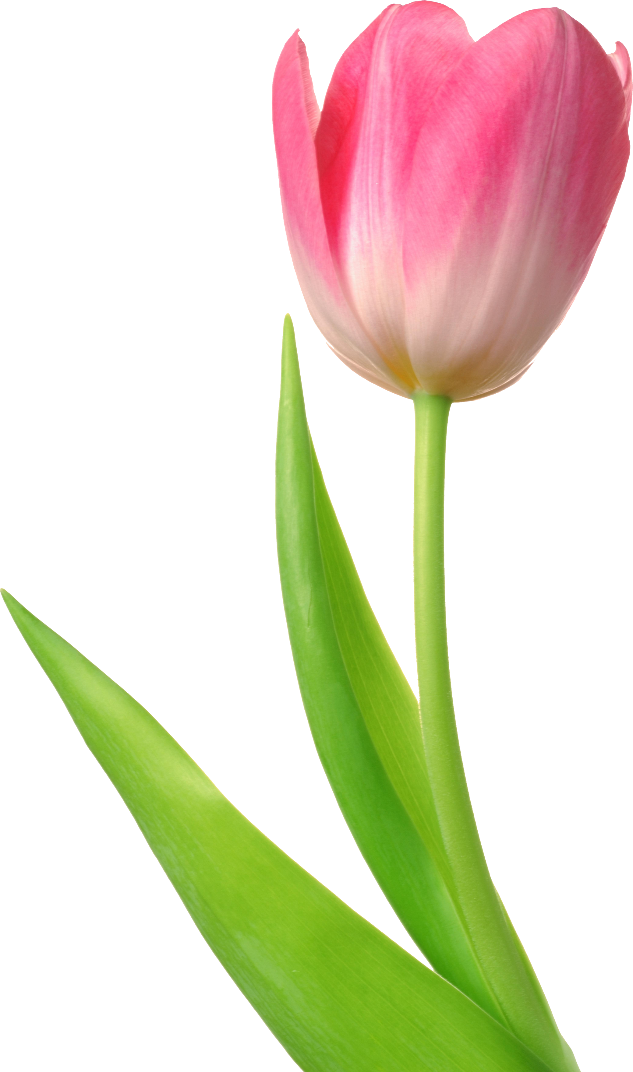 2078x3521 Tulip Clipart 11
