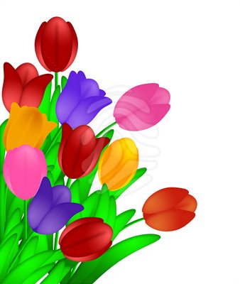 338x400 Tulip Clipart Colorful Flower