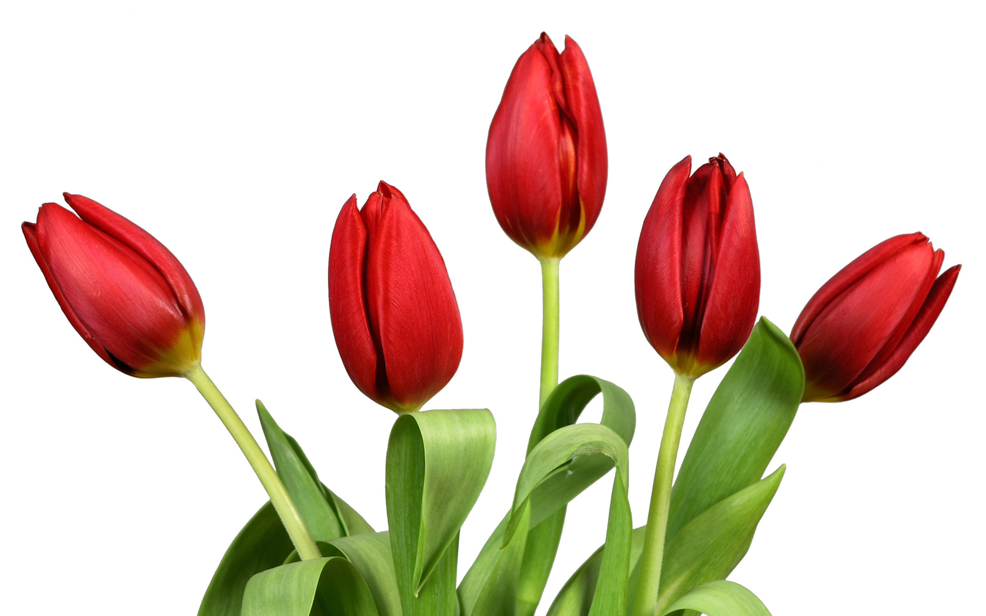 1920x1200 Tulip Clipart Rose