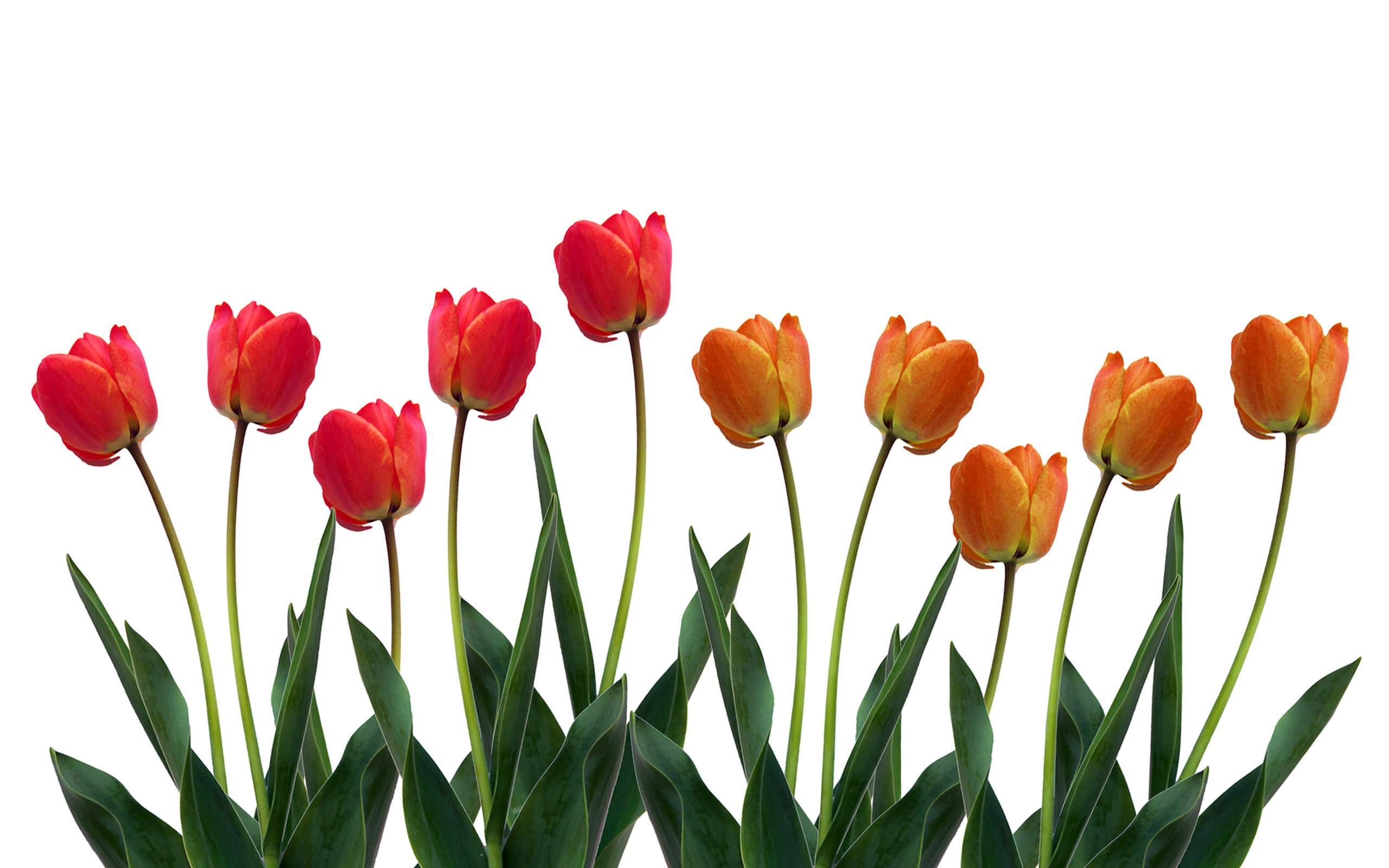 2560x1600 Tulip Clipart Row Flower