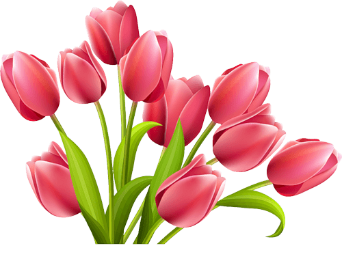 500x404 Tulip Transparent Png Images
