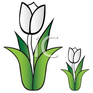 300x300 And Small White Tulips